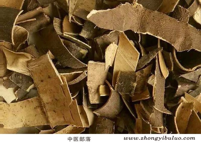 秦皮 - 图片2