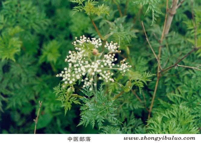 川芎 - 图片3