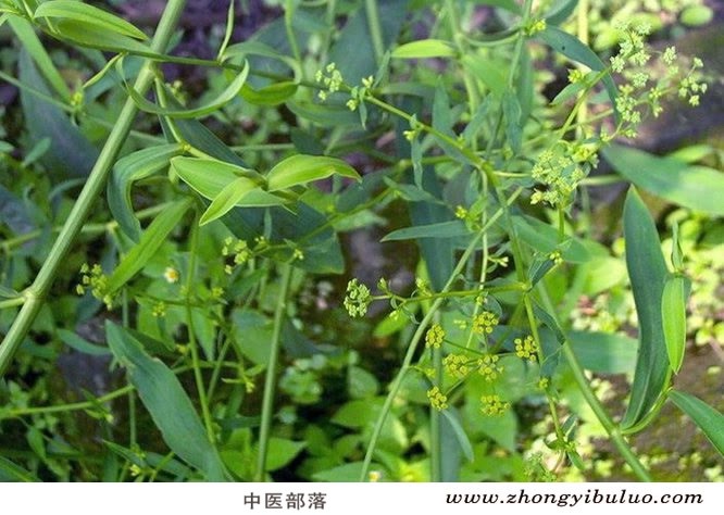 柴胡 - 图片3
