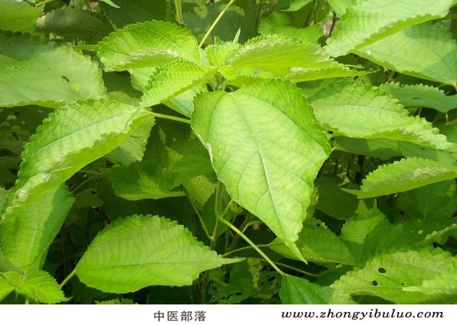 苎麻根 - 图片3