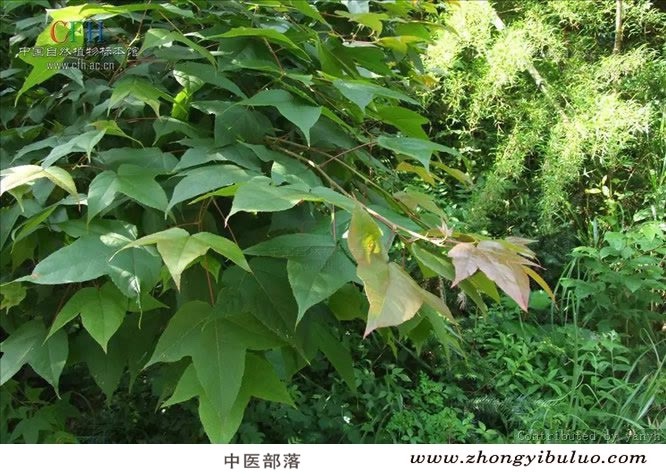 枫香脂 - 图片3