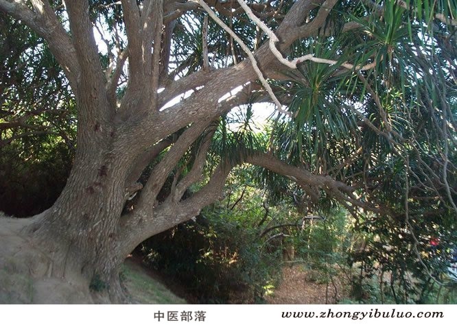 血竭 - 图片3