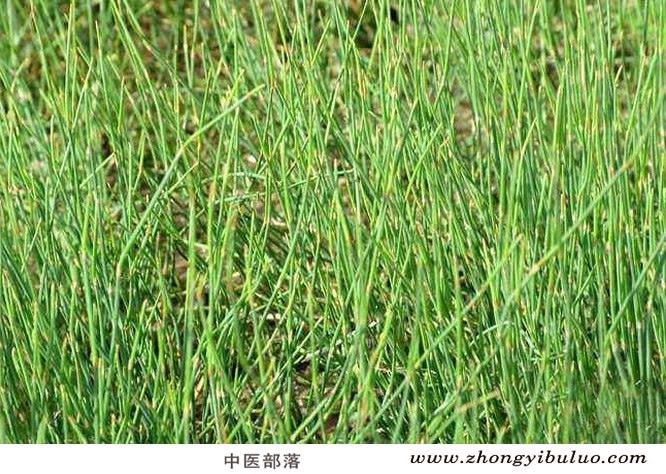 麻黄 - 图片3