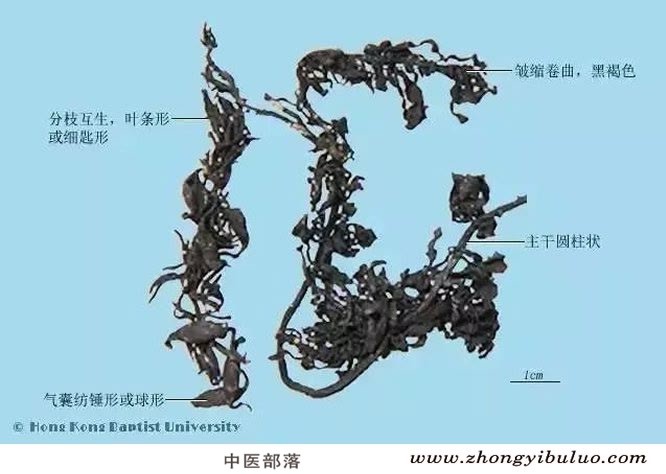 海藻 - 图片2