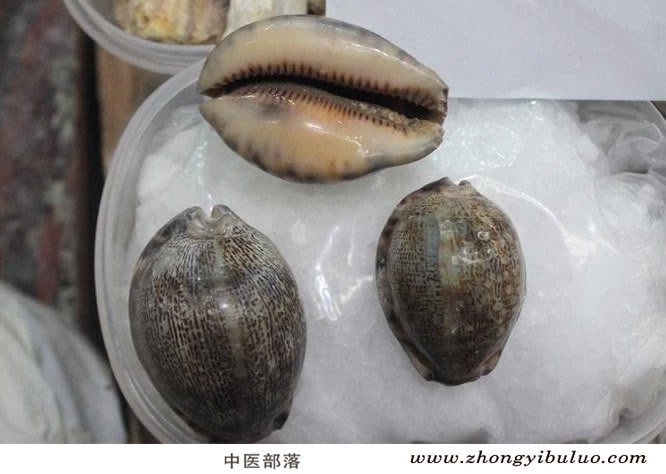 紫贝齿 - 图片3