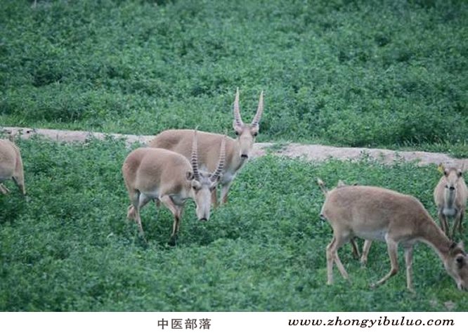 羚羊角 - 图片3