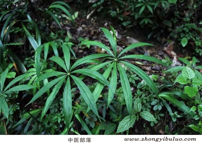 天南星 - 图片3
