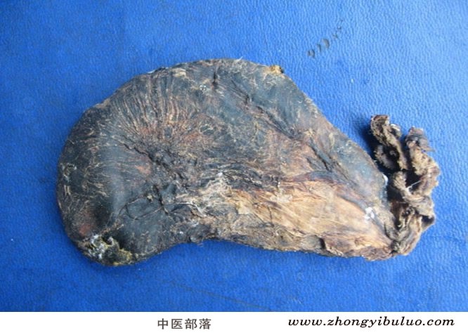 熊胆 - 图片2