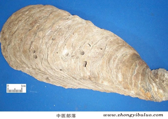 牡蛎 - 图片2