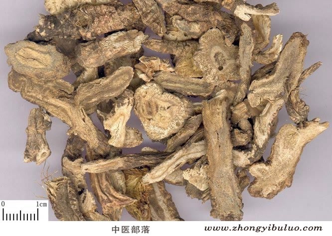 前胡 - 图片2