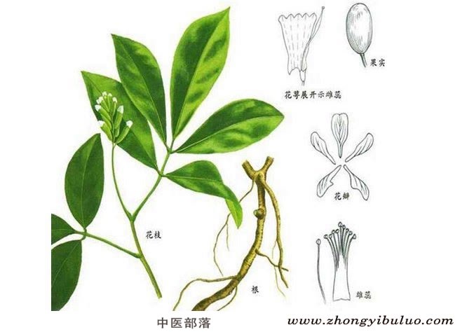 山豆根 - 图片3