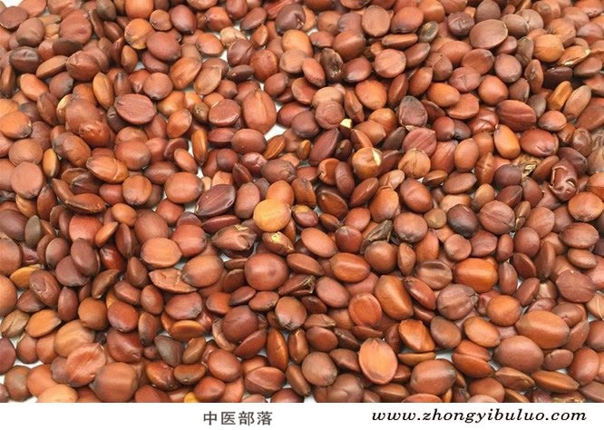 酸枣仁 - 图片2