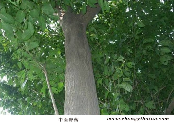杜仲 - 图片3