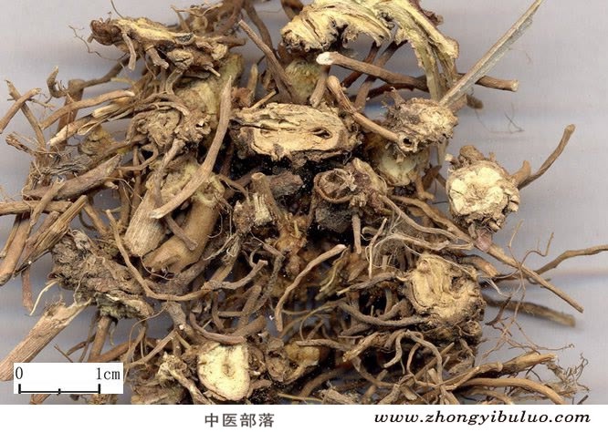 白薇 - 图片2