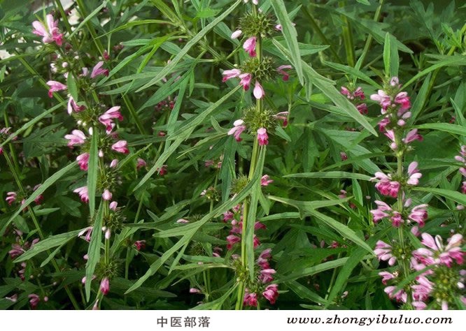 益母草 - 图片3