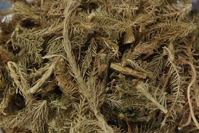 伸筋草