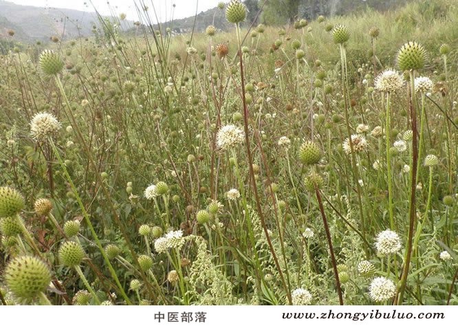 续断 - 图片3