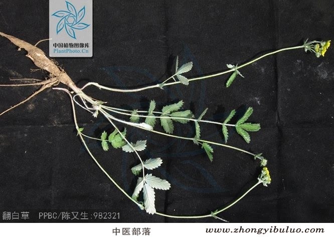 翻白草 - 图片2