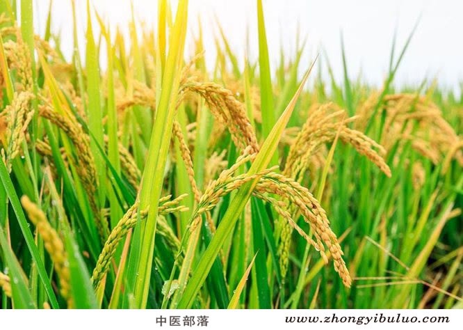 稻芽 - 图片3