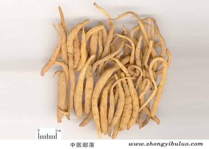 太子参 - 图片2