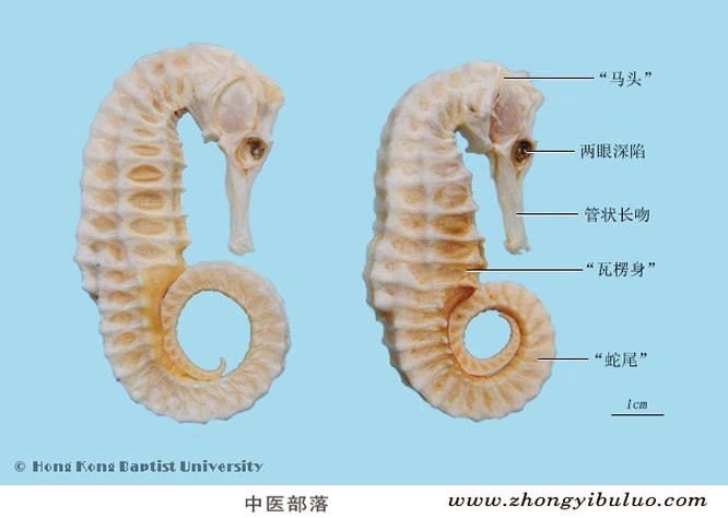 海马 - 图片2