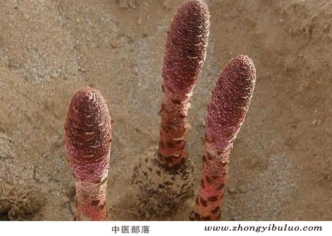 锁阳 - 图片3