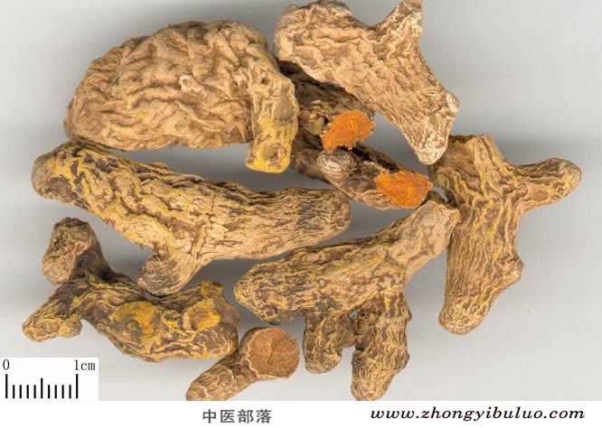 姜黄 - 图片2