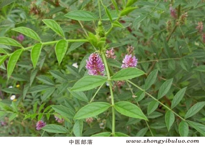 甘草 - 图片3