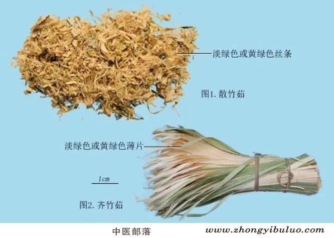 竹茹 - 图片3