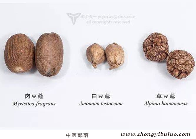 肉豆蔻 - 图片2