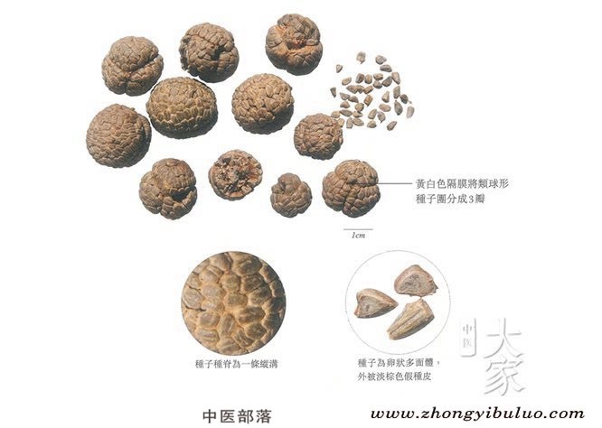 草豆蔻 - 图片2