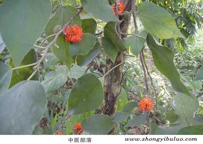 楮实子 - 图片3