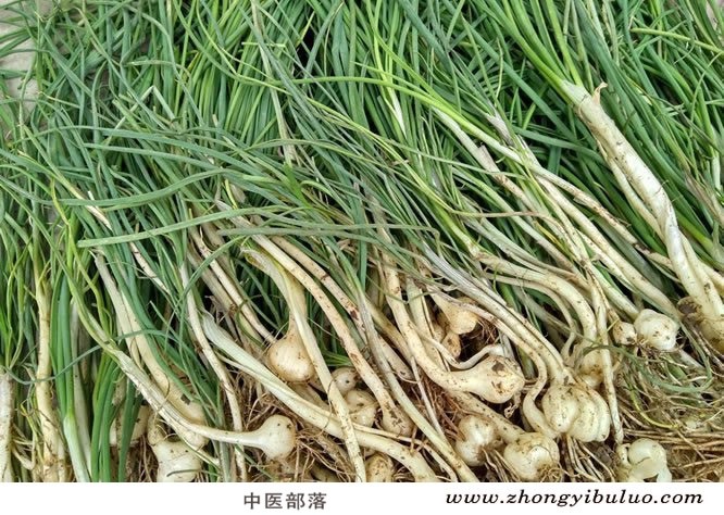 薤白 - 图片3