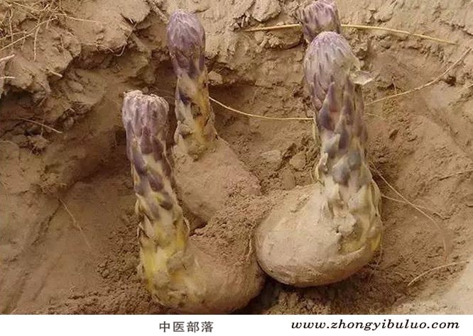 肉苁蓉 - 图片3
