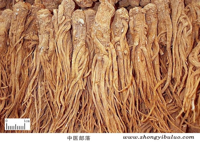 当归 - 图片2