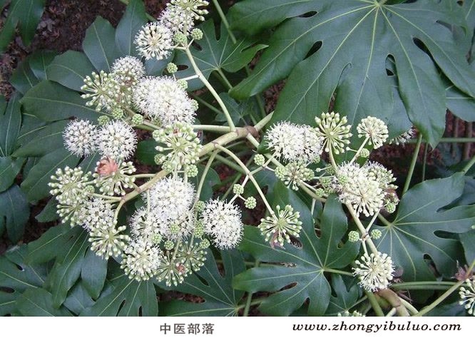 通草 - 图片3
