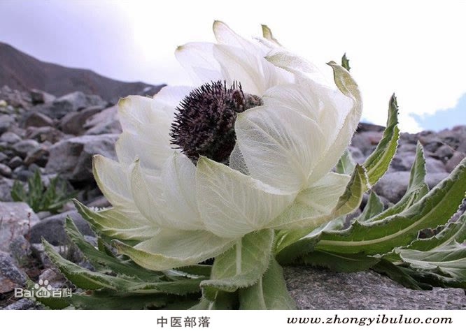 雪莲花 - 图片3
