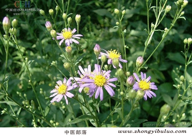 紫菀 - 图片3