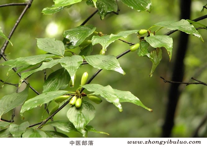 山茱萸 - 图片3