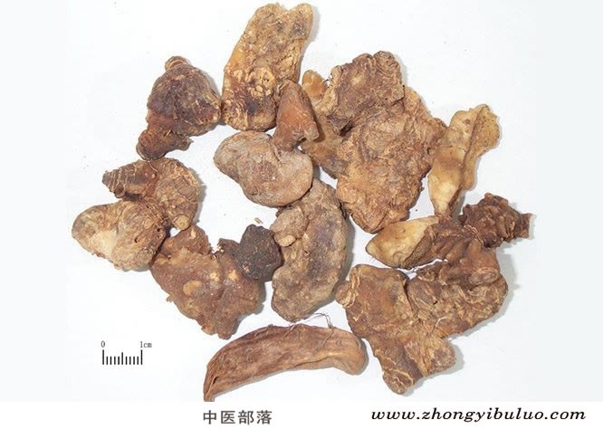 黄精 - 图片2
