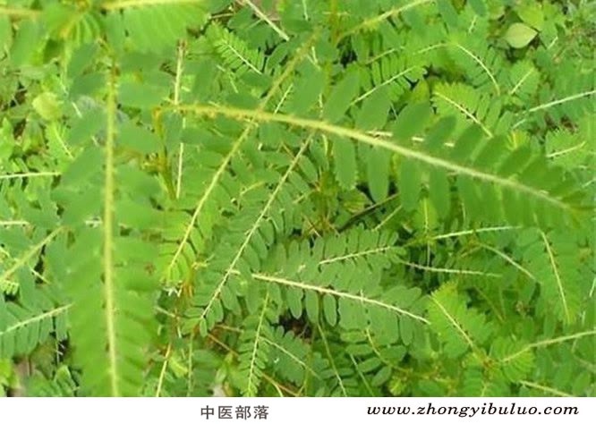 珍珠草 - 图片3
