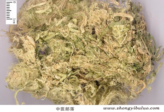 竹茹 - 图片2