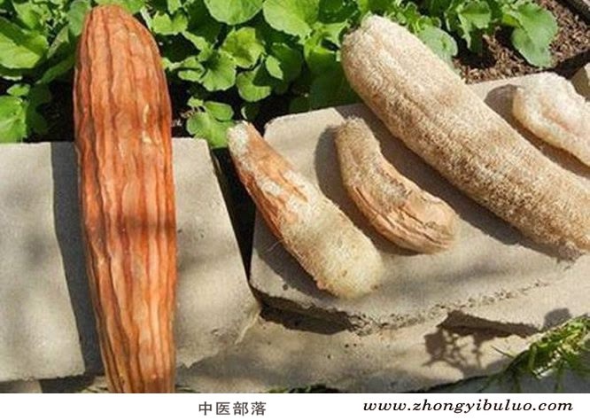 丝瓜络 - 图片2