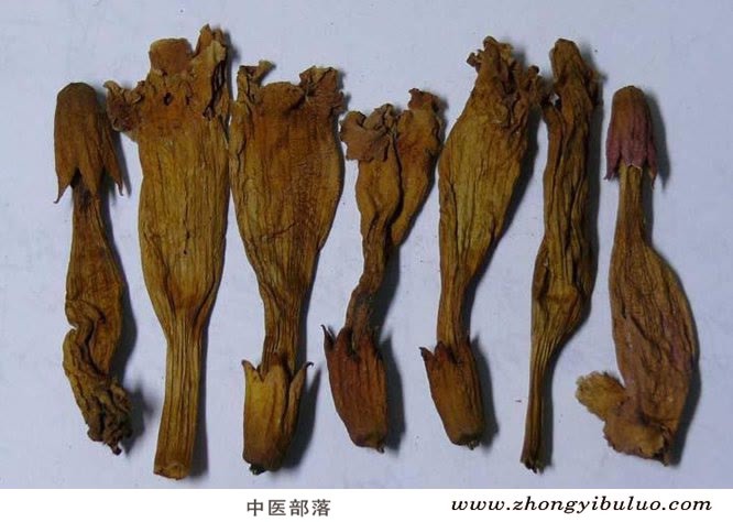 凌霄花 - 图片2