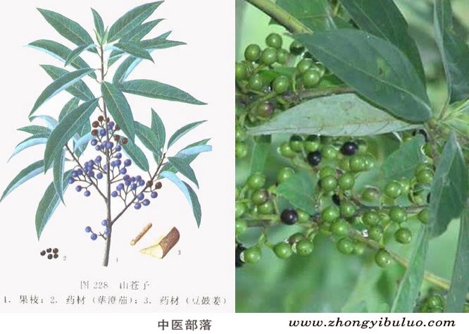 荜澄茄 - 图片2