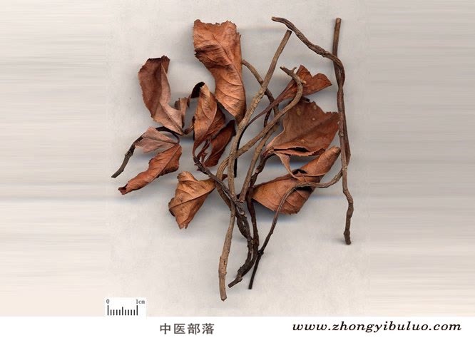 矮地茶 - 图片2