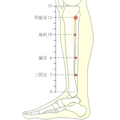 阴陵泉