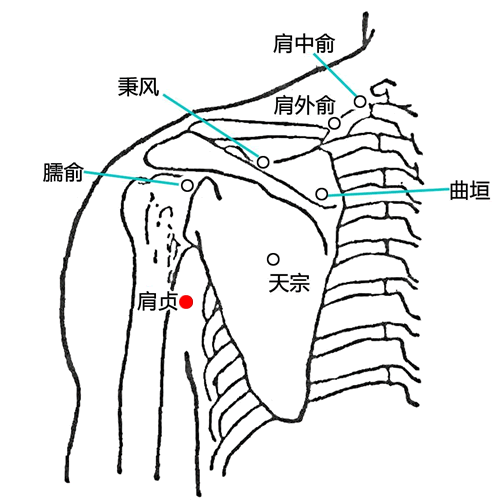 肩贞