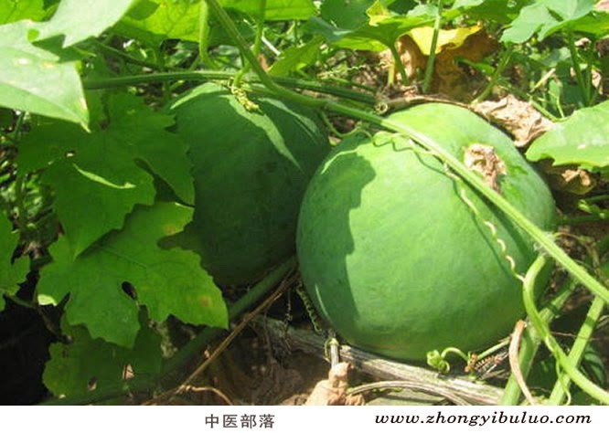 天花粉 - 图片3