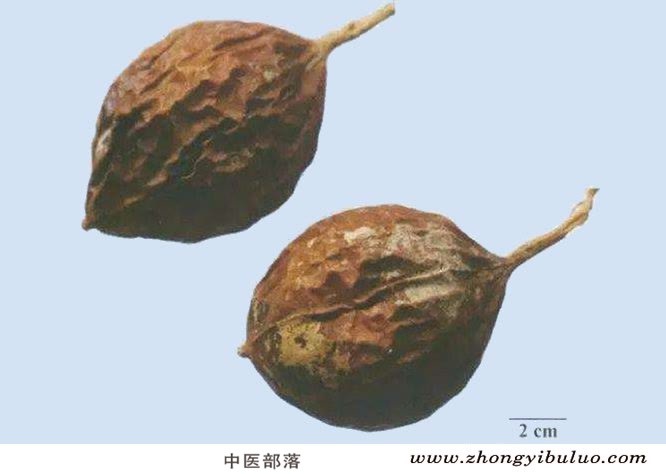 瓜蒌 - 图片2
